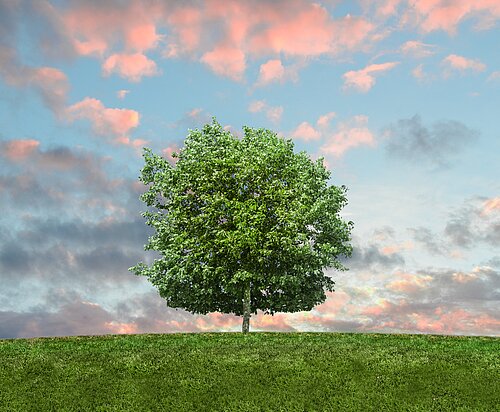Flavor image of nature: A tree on a green field, sky and clouds 